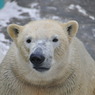 ホッキョクグマのロッシー!