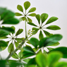 休日の過ごし方　Leaves