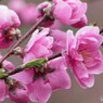 花桃