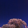 滝桜　月光撮影