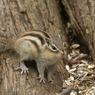 エゾシマリス