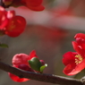 木瓜-2