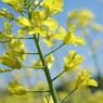 黄金の花