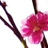 透花