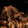 白川夜桜