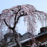 祇園の枝垂れ
