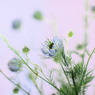 みずいろの花