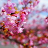 河津桜０１