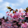 河津桜０２