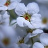 チビで白色の花