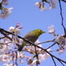 春爛漫　桜