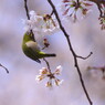 春爛漫　桜　Ⅲ