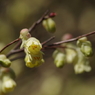 ヒュウガミズキは小さな花穂