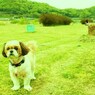 散歩中のワンコ