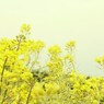 黄色