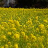 浜離宮恩賜庭園　菜の花畑