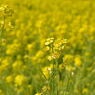 浜離宮恩賜庭園　菜の花畑