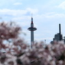 桜タワー