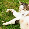 遊ぶ猫