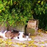 猫の家