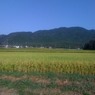 通勤路