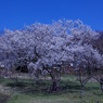 一本桜
