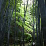 竹林