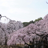 早咲きの枝垂れ桜