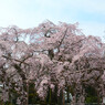 京都の桜は醍醐寺から
