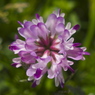 春の野の花