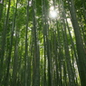 竹林