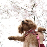 桜の木の下で