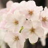 柔桜