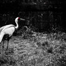 和の鳥