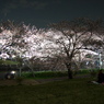 夜桜イエーイ！