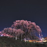 滝桜　静寂の時