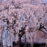 本満寺しだれ桜