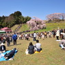 滝桜　花見日和
