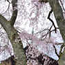 當麻寺護念院のシダレ桜_01