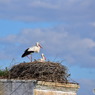 ドニャーナの野鳥達2