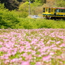 線路のある風景～レンゲ畑～