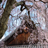 當麻寺護念院のシダレ桜_02