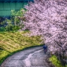 桜坂