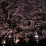 満開～六義園の枝垂れ桜