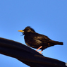 ドニャーナの野鳥達5