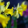 季節の花 　　PENTAX-A 50mm f/1.4