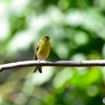 ドニャーナの野鳥達6