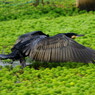 野鳥を探して　カワウ　Ⅱ