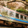 桜と三江線