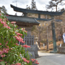 榛名神社の春花